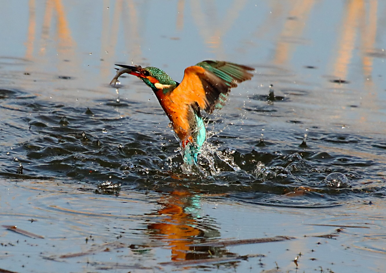 Kingfishers - Ian Parker  (1)